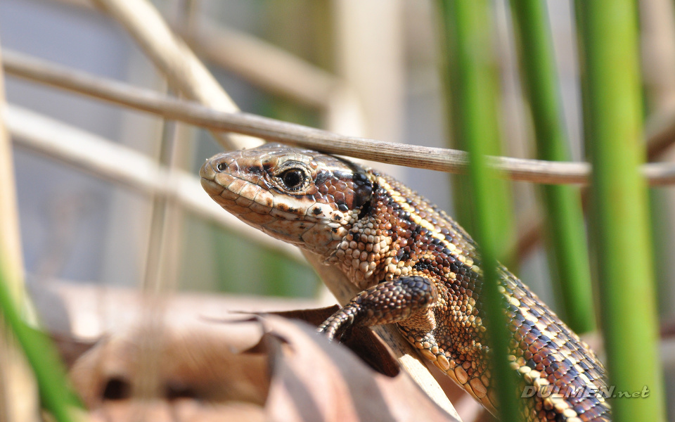 Viviparous Lizard (Zootoca vivipara)